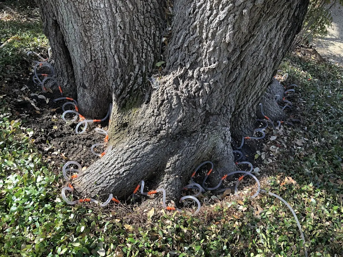 Detailed Tree Cabling and Bracing job site in Nemo