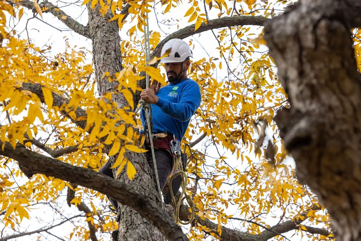 Skilled Tree Transplanting crew working in Nemo